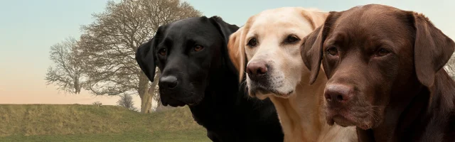 Gundogs