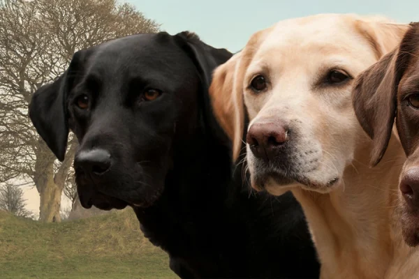 Gundogs